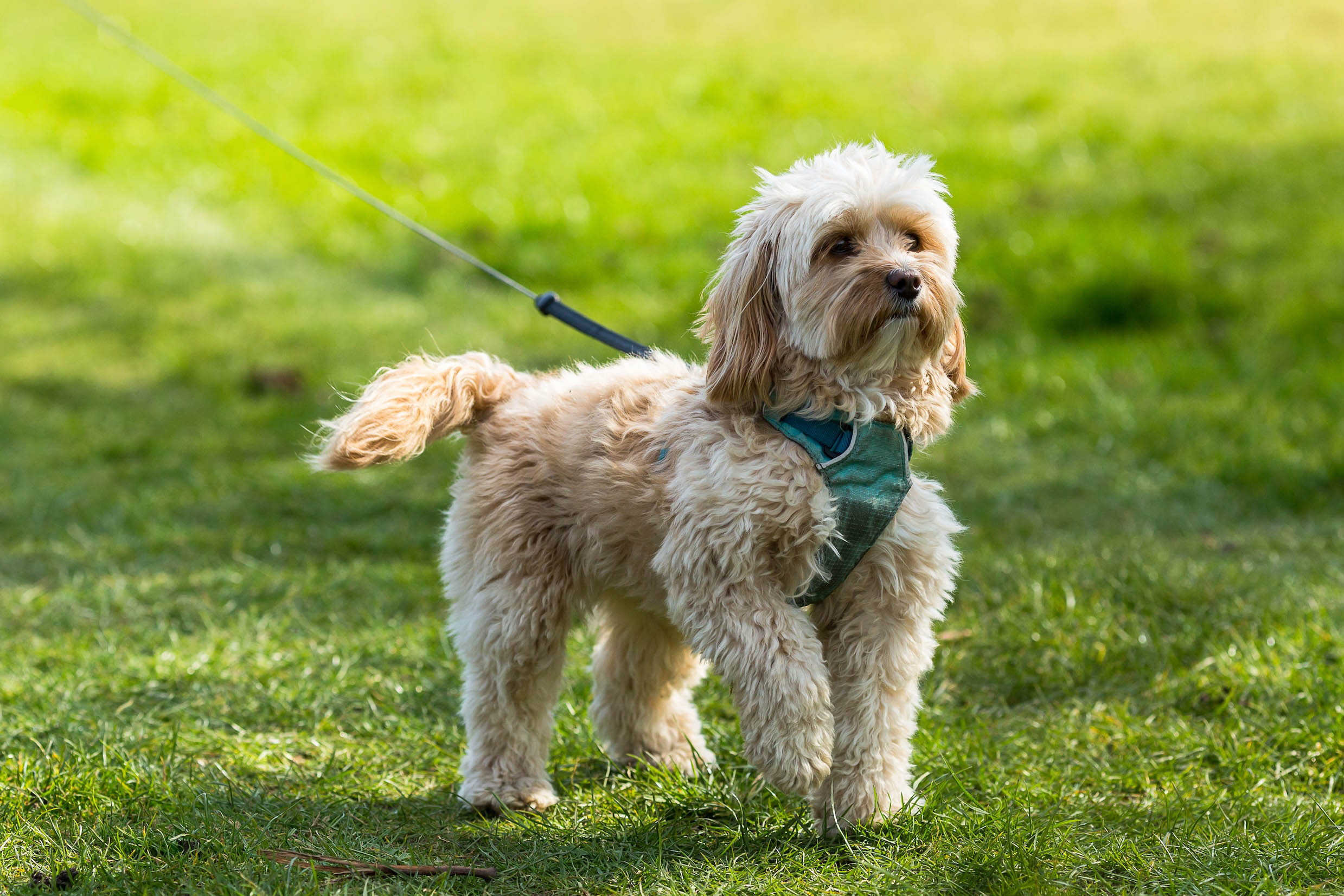 Dog Friendly Days Out Near Sedgeford Hall Estate