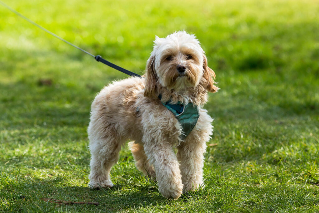 Pet Friendly Group Accommodation