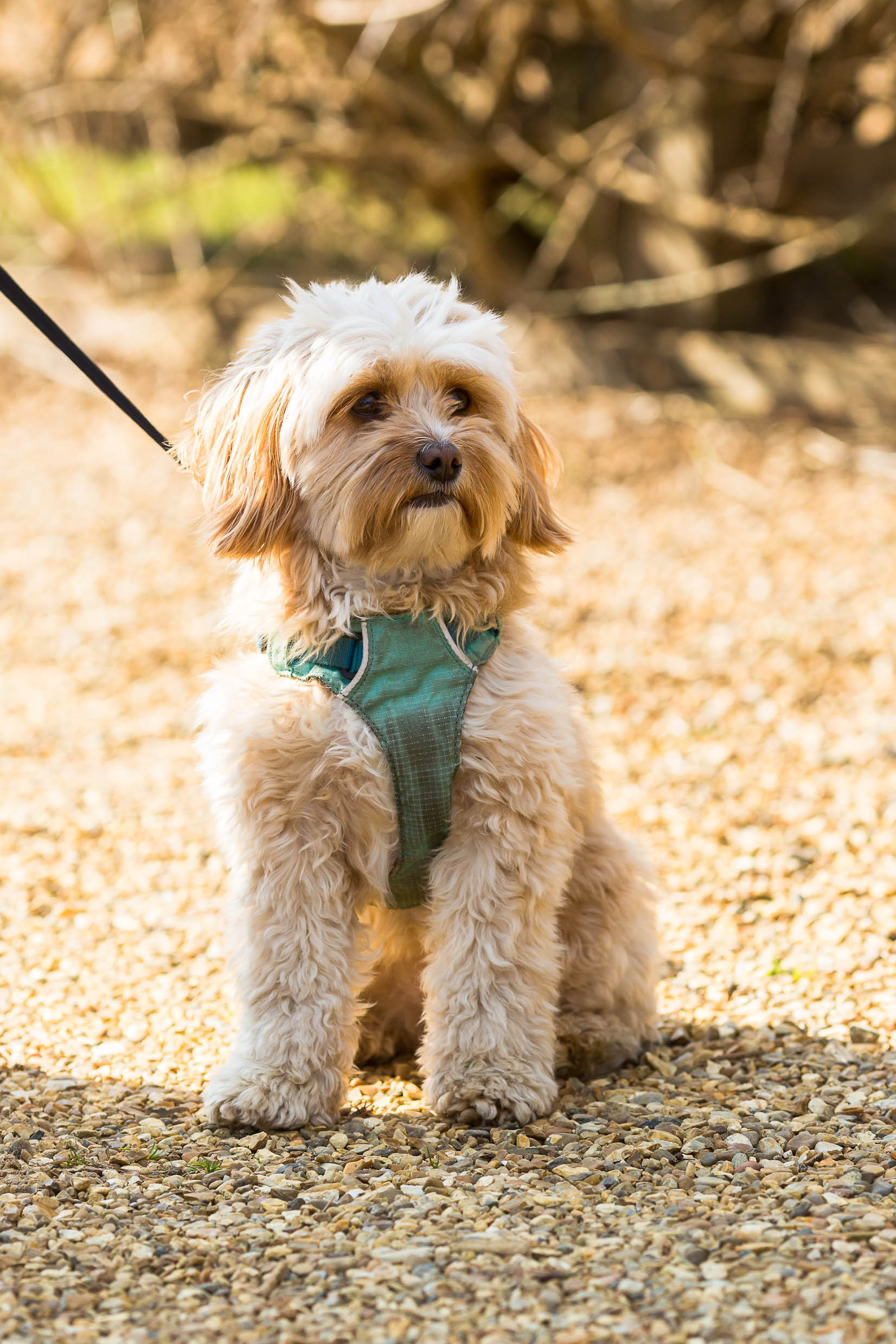 Sedgeford Hall Estate is perfectly located to explore some of the best dog friendly places in Norfolk. Sedgeford Hall Estate is perfectly located to explore some of the best dog friendly places in Norfolk.