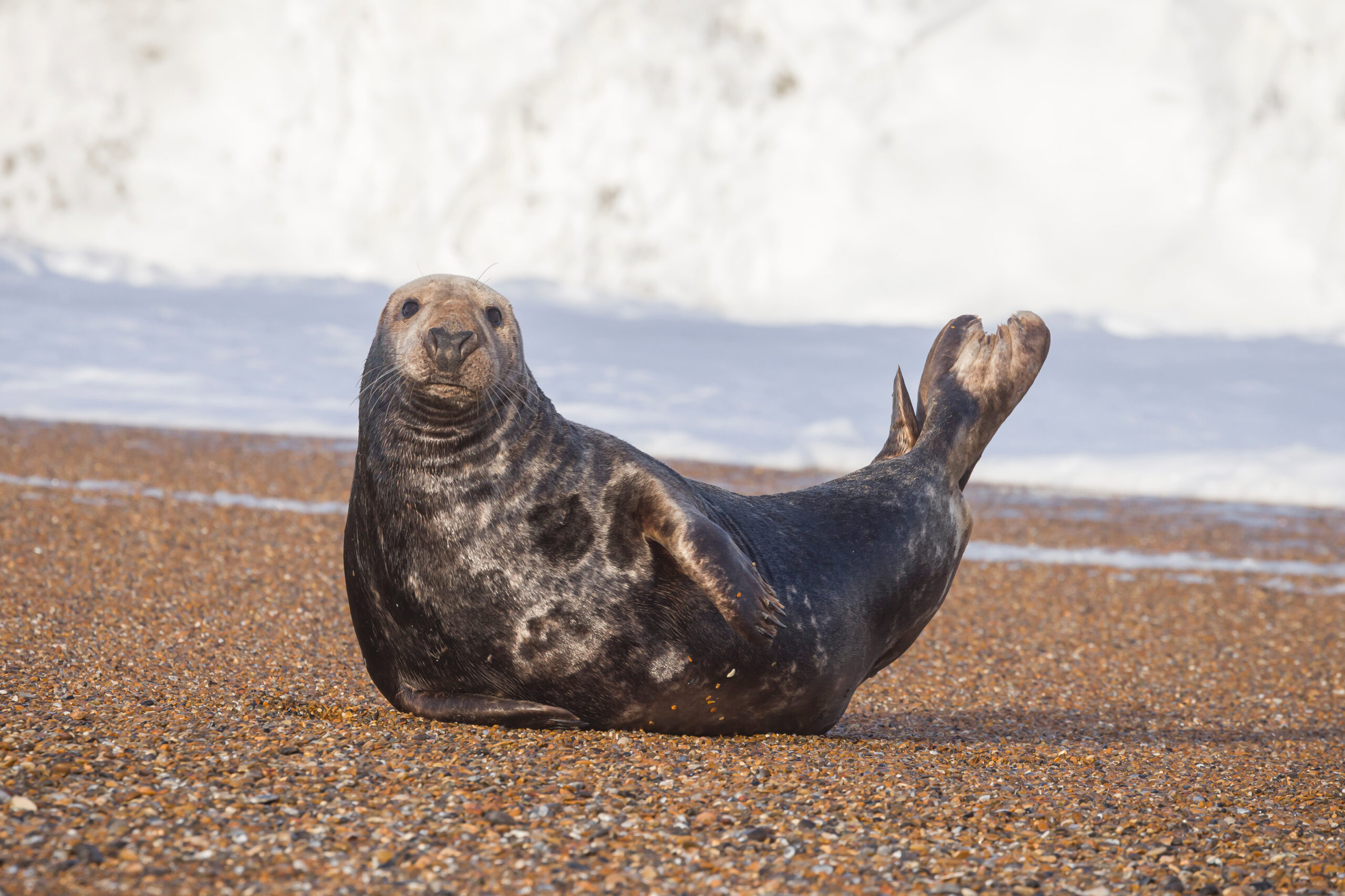 Norfolk Coast Path